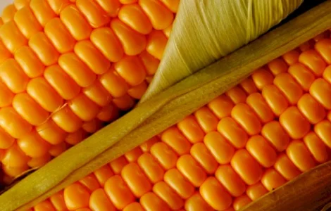 Куплю кукурузу