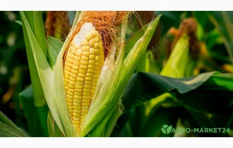 Семена кукурузы Сабин (новинка) / п.е