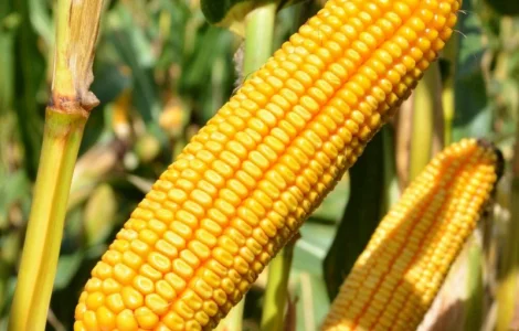 Кукурудза гібриди 'Леванте' ФАО 280 та 'Остро' ФАО 290, Mirasol Seed (Іспанія)