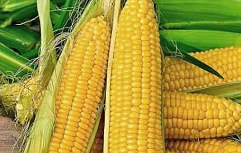 Зерно кукурудзи ДП Пивиха