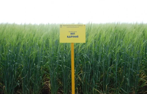 МІП Вдячний ячмінь ярий