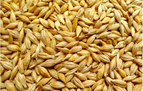 Продаю ячмінь