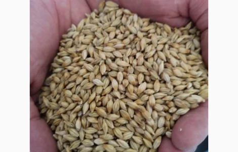 Продам семена ячменя озимого сорт "Казанова"