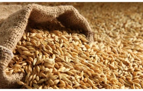 Куплю ячмінь