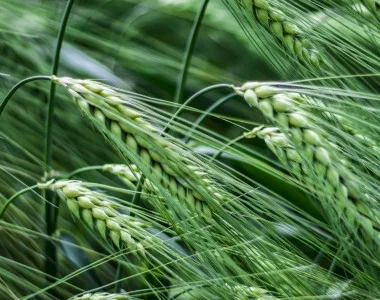 Насіння озимого ячменю Тітус (еліта/СН-1 репрод.) Дніпропетровська обл