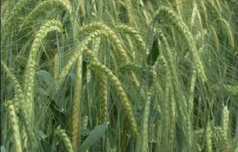 Насіння озимого ячменю Майбріт (еліта) Дніпропетровська обл