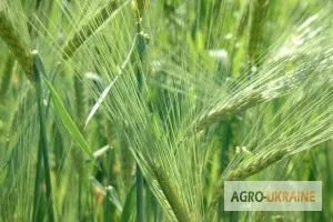 Яровий ячмінь сорт Адапт для посушливих умов