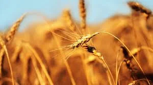 Продаж семян озимого ячменю СКАРПІЯ з Німеччини