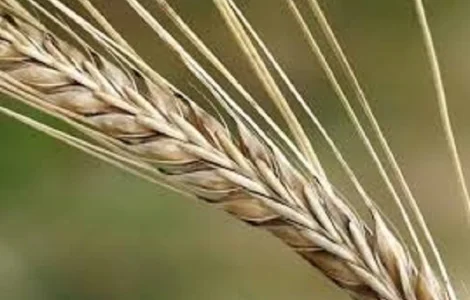 Семена озимого ячменю МАЙБРИТ з Німеччини
