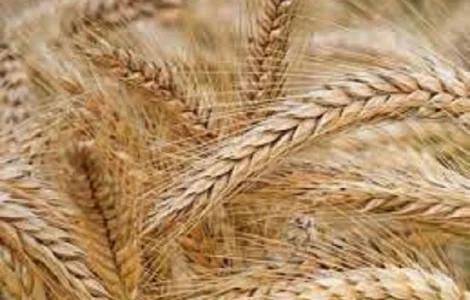 Семена ячменя озимого НАОМИ Германия