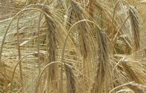 Семена ячменя озимого ХАННЕЛОРЕ Австрия