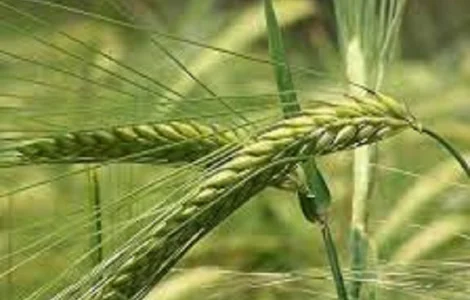 Семена ячменя озимого ХАЙДИ Австрия