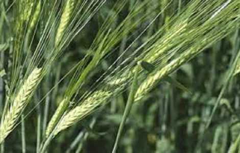 Ячмень озимый Паладин Мироновский