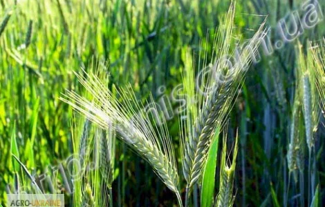 Продаж насіння ячменю ярого Патрицій