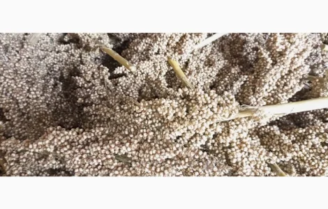 Зерно сорис