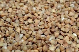 Продам семена гречихи Юбилейная 100