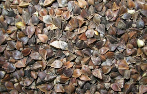 Закуповуємо гречку на переробку