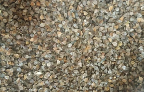 Продам насіння гречки для пожнивних посівів