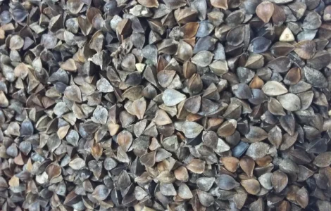 Куплю гречку