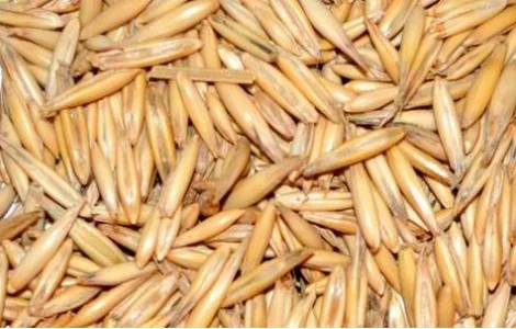 Насіння овса сорт Парламентський еліта 1 репрод