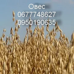 Овес "Бусол"