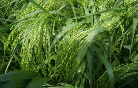 Просо еліта/с.еліта