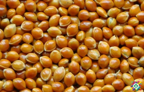 Продам насіння проса Біла Альтанка