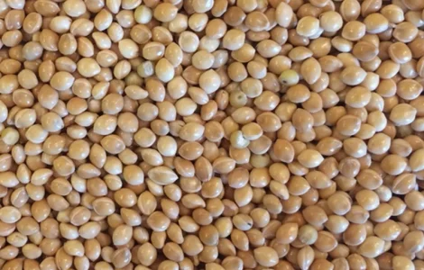 Куплю Просо