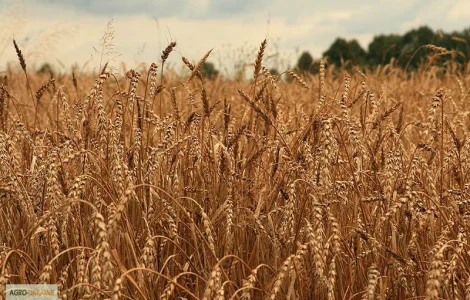 Куплю рожь фураж