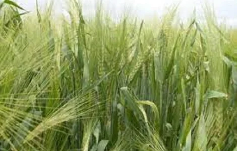 Семена ржи (жито) озимой Память Худоерка