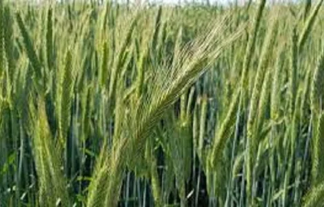 Семена ржи (жито) озимой Интенсивне 95