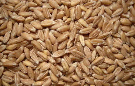 Купуємо жито