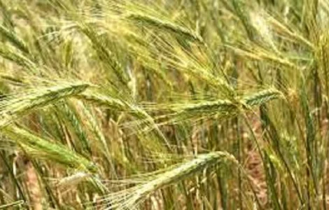 Семена озимого тритикале Славетне