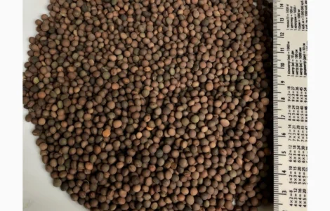 Вика яровая и озимая
