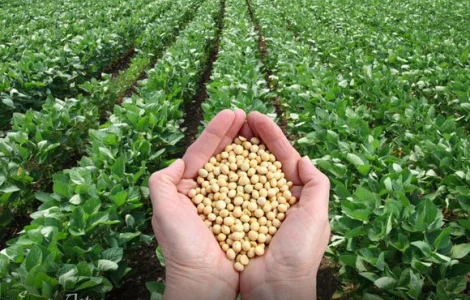 Закупляємо Сою ( ГМО не ГМО ) / Чернігівська область