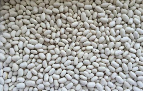 Посівна Квасоля