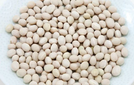 Насіння білої дрібної квасолі на продаж