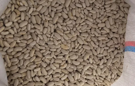 Продам фасоль белую длинную