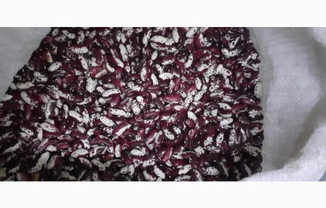 Куплю фасоль ласточку