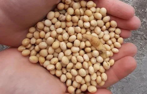 Половинки сои и зерновые отходы кукурузы покупаем