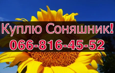 Закупівля соняшнику щоденно без вихідних