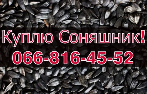 Закупка СОНЯШНИКА в больших объемах без выходных!