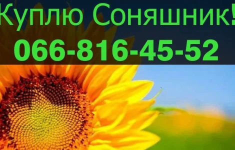 Шукаю постачальника соняшника
