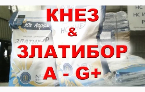 Продается семена подсолнечника гибрида Златибор от Нови Сад