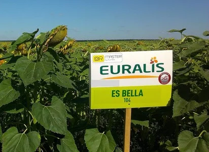 Подсолнечник ЕС Белла - Euralis (A-G) высокоурожайный гибрид