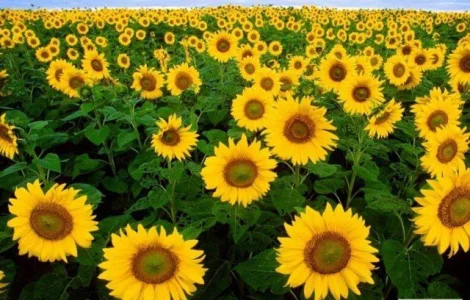 Купую соняшник і відходи на самовивіз
