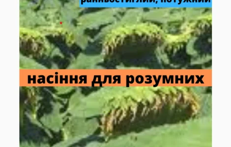 Семена соняшника гібрид АМ ТАЙПАН КЛП