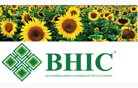 Семена соняшника під Гранстар від виробника
