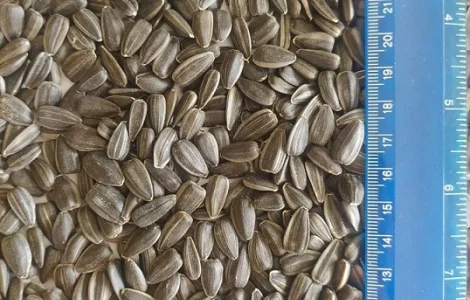 Продаж підсолнуху сорту СПК 3.8+