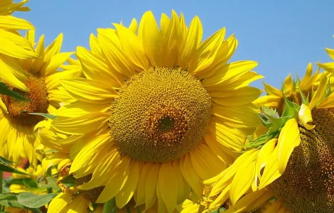 Насіння соняшнику РІМІСОЛ Clearfield (4 фракції) Дніпропетровська обл